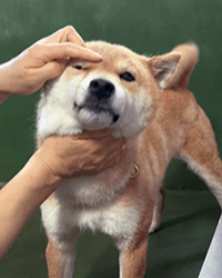 犬の世話