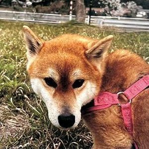 あんずちゃん1
