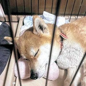 あんずちゃん2