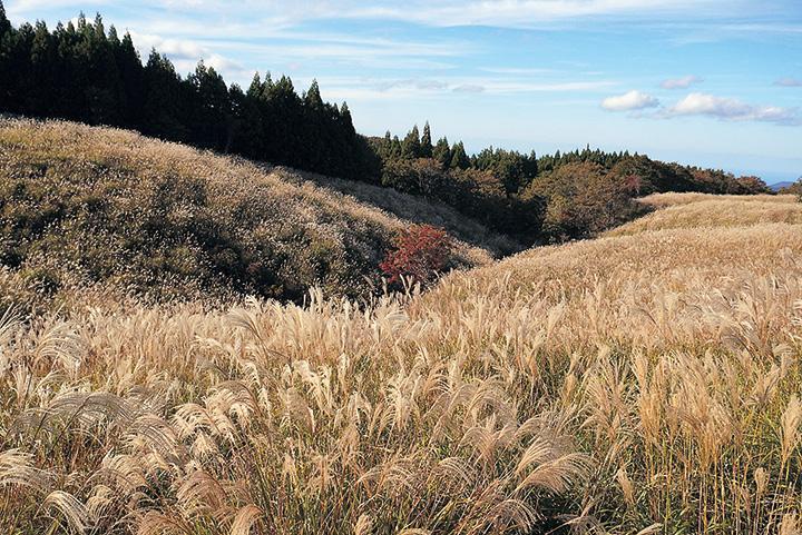 ススキの原