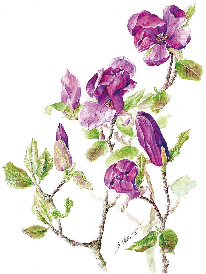 紫の花の絵
